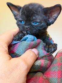 Cuccioli di devon rex