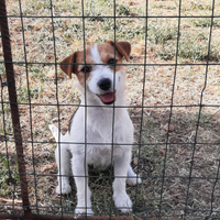 Jack russell terrier light broken con pedigree