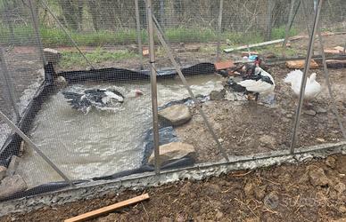 Disponibili 2 maschi di anatra muta