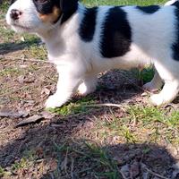 Jack Russell tricolore