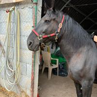 Cavalla Murgese Con Puledro