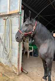 Cavalla Murgese Con Puledro