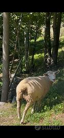 Pecore