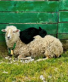 Pecore nane d' Ouessant