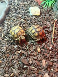 Tartarughe Sulcata