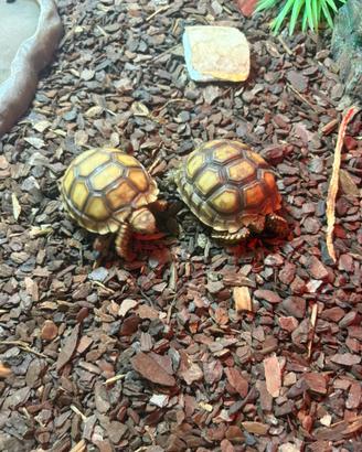 Tartarughe Sulcata