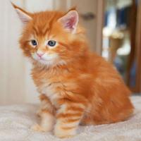 MAINE COON CUCCIOLI disponibili