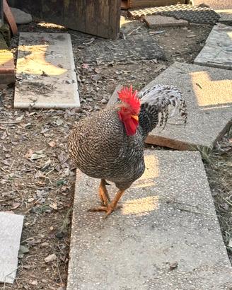 Gallo Amrock