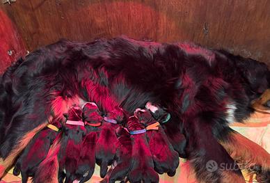 Cuccioli di bovaro del bernese