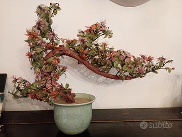 Bonsai di giada