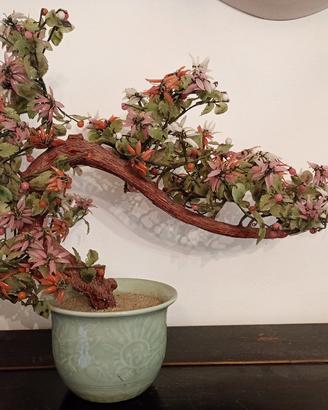 Bonsai di giada