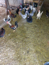 Galline di tutti tipi