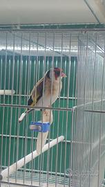 Cardellino mayor gola bianca