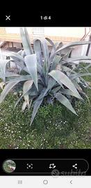 Agave  aloe vera e palme vari dimensioni 