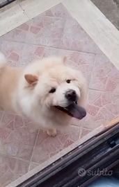 Chow Chow