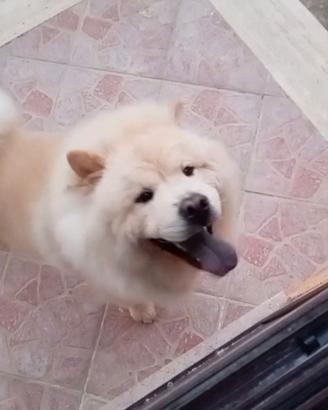 Chow Chow