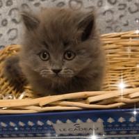 Gattina scottish straight ( British) longhair