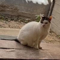 Stupendo gatto