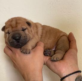 Shar Pei Pedigree Enci