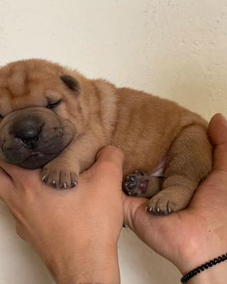 Shar Pei Pedigree Enci