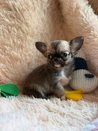 Chihuahua fulvo pelo lungo