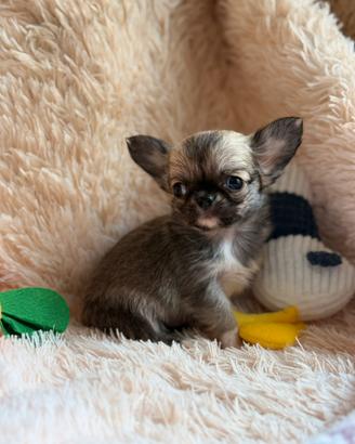 Chihuahua fulvo pelo lungo