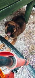 Cucciolo mix pastore tedesco x malinois