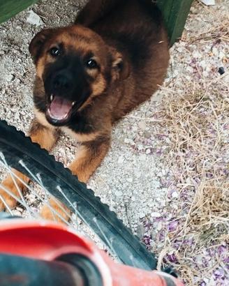 Cucciolo mix pastore tedesco x malinois