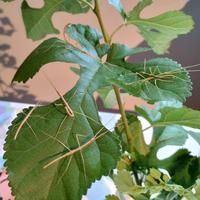 Insetti stecco Medauroidea extradentata