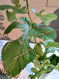 Insetti stecco Medauroidea extradentata