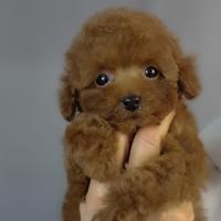 CUCCIOLI DI barboncino toy ITALIANI