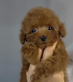 CUCCIOLI DI barboncino toy ITALIANI