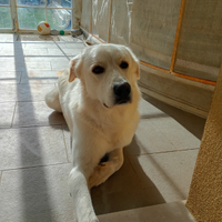 Maremmano con il primo anno di spese pagate