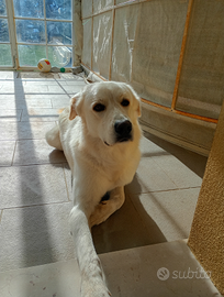 Maremmano con il primo anno di spese pagate