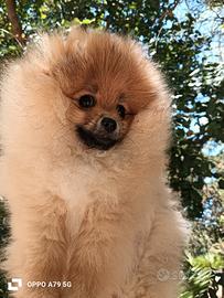 Volpino di Pomerania nano