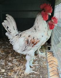 Gallo marans