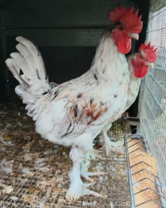 Gallo marans