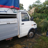 Iveco daily 35 10 trasporto bestiame animali vivi