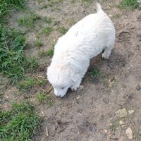 Disponibile cuccioli di pastore maremmano