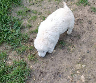 Disponibile cuccioli di pastore maremmano
