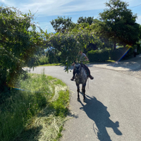 Cavallo da passegiate