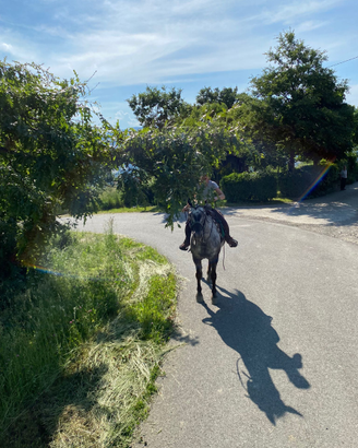 Cavallo da passegiate