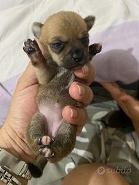 Disponibili cuccioli chihuahua