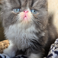 Cucciolo persiano ipertipico maschio