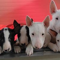 Cuccioli di Miniature Bull Terrier