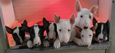 Cuccioli di Miniature Bull Terrier