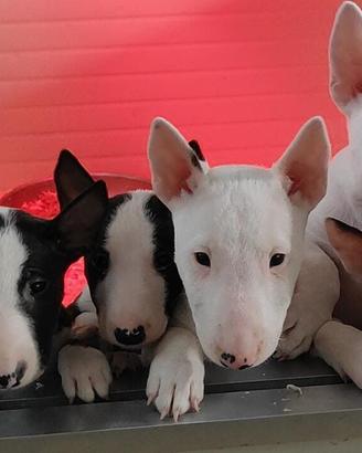 Cuccioli di Miniature Bull Terrier