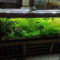 piante e avanotti blak molly