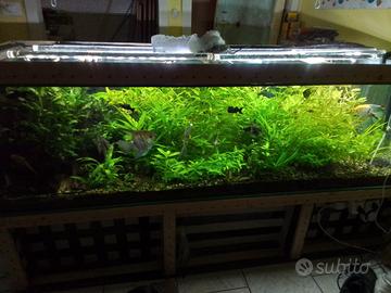 piante e avanotti blak molly