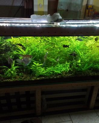 piante e avanotti blak molly